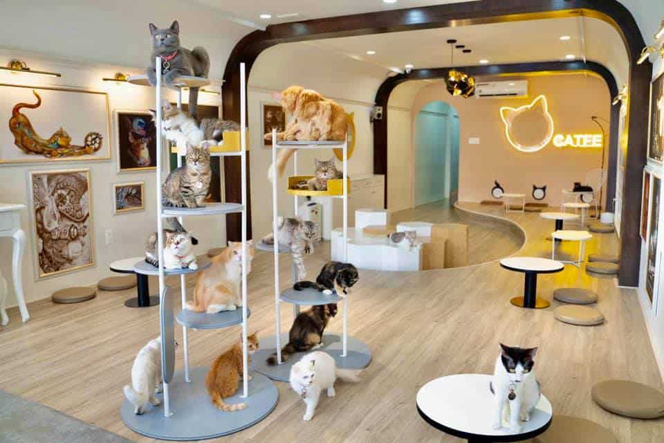 Top 10 quán cafe thú cưng Đà Lạt siêu dễ thương và cực kì HOT