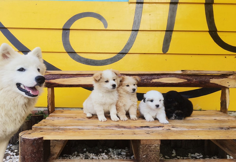 Top 10 quán cafe thú cưng ở Đà Lạt “Quên lối về” với góc so deep đẹp