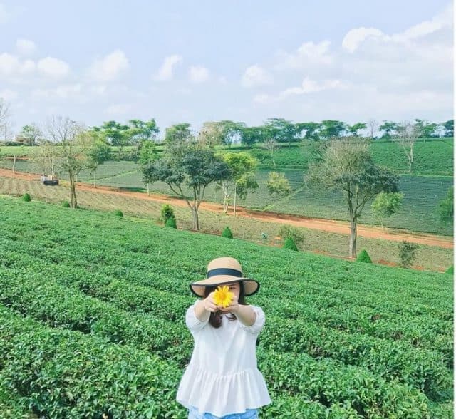Khám phá đồi chè Tâm Châu bát ngát sắc xanh ở Lâm Đồng