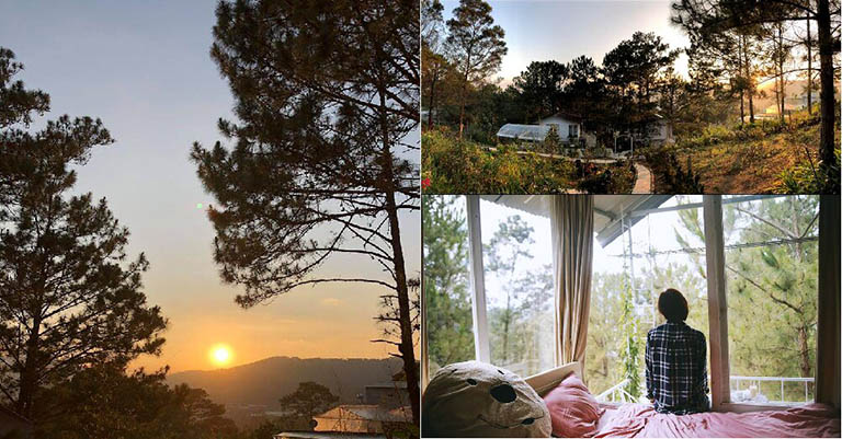 Pine Hill Homestay - Ngôi Nhà Trên Cây Đầy Lãng Mạn Tại Đà Lạt