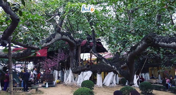 Cây đa 13 gốc: Cây đa cổ thụ lớn nhất Việt Nam