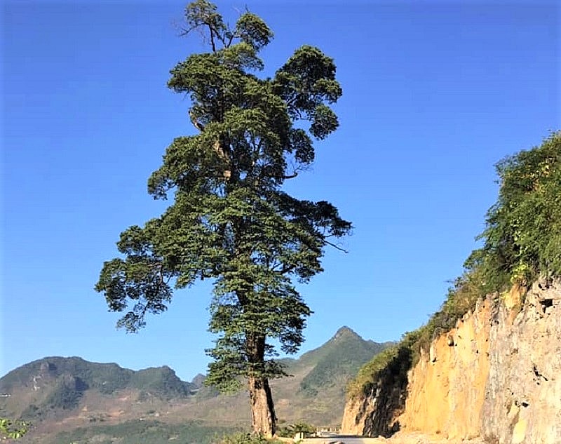 Cây cô đơn Hà Giang: Điểm chấm phá giữa núi trời Đông Bắc - manmo.vn