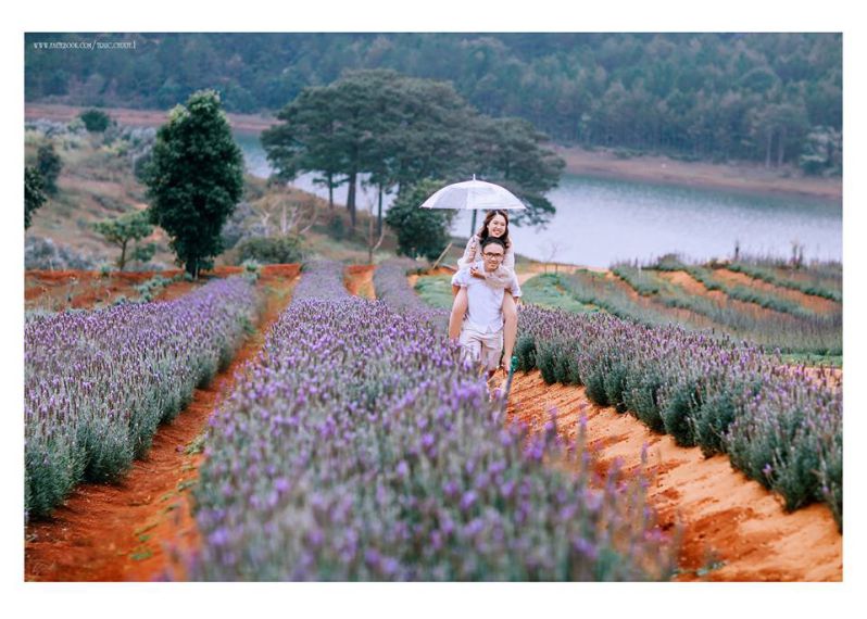 Khám phá 2 cánh đồng hoa Lavender đẹp nhất ở Đà Lạt (2021)